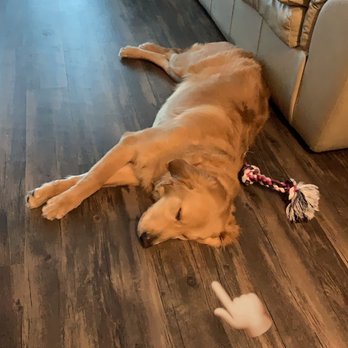 Smart Dog Dallas - Literally knocked out, he was so tired. - Pet Training Near Me - Dallas, Texas Smart Dog Dallas - Literally knocked out, he was so tired. - Pet Training Near Me - Dallas, Texas