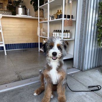 Frontside Cafe - Our Adorable puppy - Coffee & Tea Near Me - Ventura, California