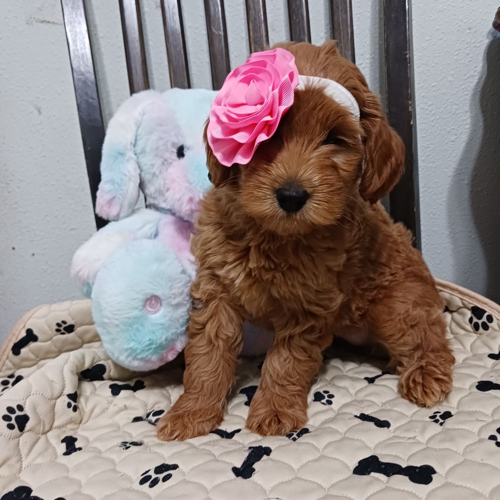 Bay Lake doodles - Pet Breeders Near Me - Orlando, Florida Bay Lake doodles - Pet Breeders Near Me - Orlando, Florida