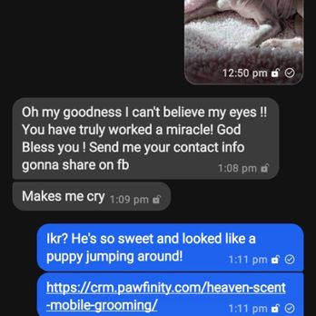 Heaven Scent Mobile Grooming - This is the text we got from Lil Fella's family after what can only be referred to as his transformation! - Pet Groomers Near Me Heaven Scent Mobile Grooming - This is the text we got from Lil Fella's family after what can only be referred to as his transformation! - Pet Groomers Near Me