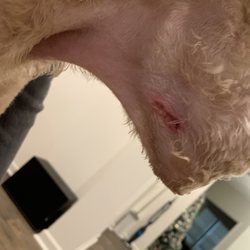 Groomingdells Pet Studio - My dog's cut caused by this groomer