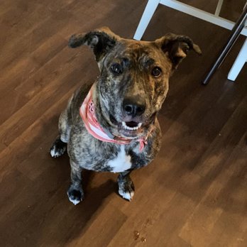 Bone Sweet Bone - Pet Sitting Near Me - Woodland Hills, California