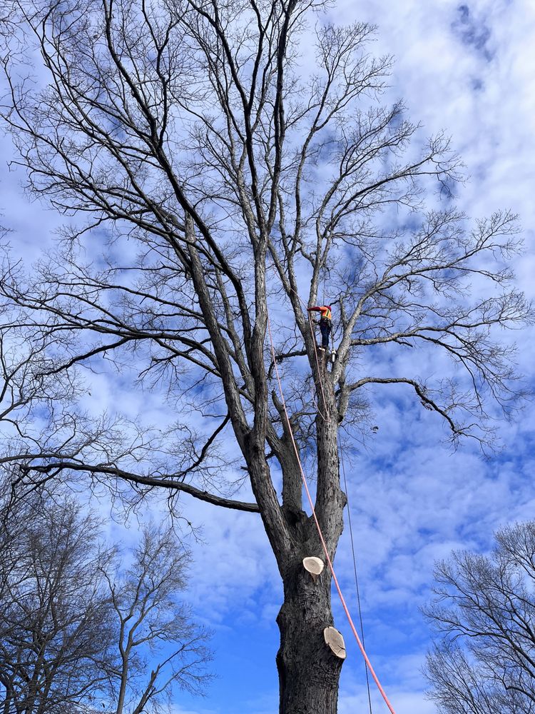 Jenny’s Tree & landscaping Service LLC - tree service in Richmond, VA