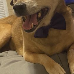 Paw Zazz Salon Daycare - My senior dog after her visit to Pawzazz!