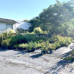 Green Market Nursery - Some of the plant selection.