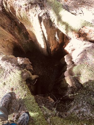 Willapa National Wildlife Refuge by null