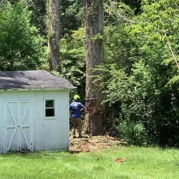 Southern Roots Tree Service - The tree prior to being cut down. - Tree Services Near Me - Summerville, South Carolina Southern Roots Tree Service - The tree prior to being cut down. - Tree Services Near Me - Summerville, South Carolina