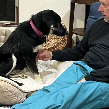 Yavapai Humane Society - What, I get to stay forever???!!!! - Animal Shelters Near Me - Prescott, Arizona Yavapai Humane Society - What, I get to stay forever???!!!! - Animal Shelters Near Me - Prescott, Arizona