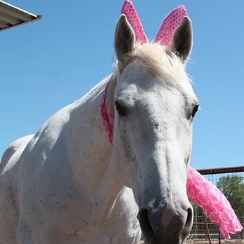 Partners in Equestrian Therapy - Community Service/Non-Profit Near Me Partners in Equestrian Therapy - Community Service/Non-Profit Near Me
