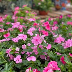 Periwinkle (Vinca)