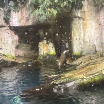 Moody Gardens - Sea lion - Museums Near Me - Galveston, Texas Moody Gardens - Sea lion - Museums Near Me - Galveston, Texas