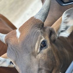 user provided Aggieland Safari photo