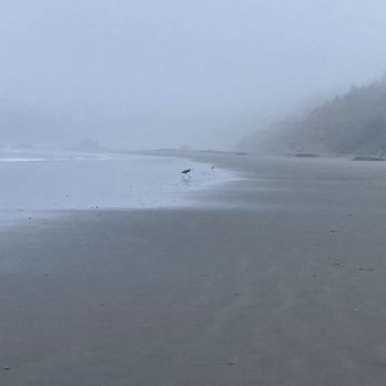 Myers Creek Beach - Romantic-looking photograph of Meyers Beach with thick fog.  Two birds are in the middle of this photo. - Beaches Near Me