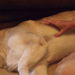 Top of the Tail K9