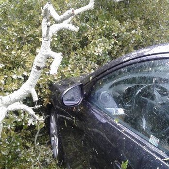 Good Samaritan Services - a car in a tree - Landscaping Near Me - North Augusta, South Carolina