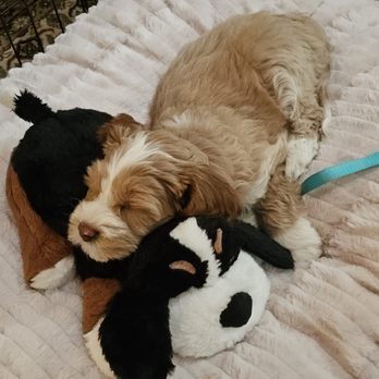 High Desert Labradoodles - Pet Breeders Near Me High Desert Labradoodles - Pet Breeders Near Me