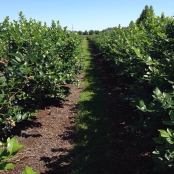 Beck Brothers Citrus - Pick Your Own Farms Near Me - Windermere, Florida Beck Brothers Citrus - Pick Your Own Farms Near Me - Windermere, Florida
