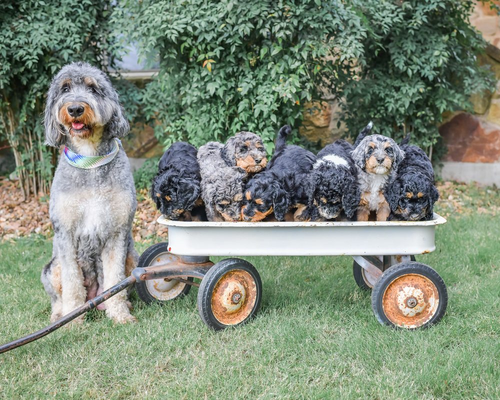 ALOHA BERNEDOODLES OF AUSTIN Request Information 12 Photos Austin