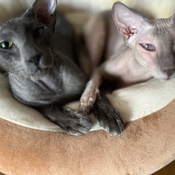 Kittens Up - Pet Breeders Near Me - Pembroke Pines, Florida Kittens Up - Pet Breeders Near Me - Pembroke Pines, Florida