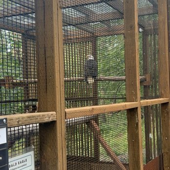 Cascades Raptor Center - Zoos Near Me - Eugene, Oregon