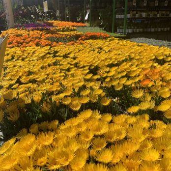 The Home Depot - Beautiful flower options in outdoor garden - Hardware Stores Near Me - Brea, California The Home Depot - Beautiful flower options in outdoor garden - Hardware Stores Near Me - Brea, California