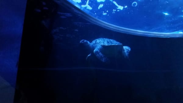 Sea Life Scheveningen by null