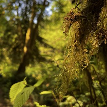 Sweet creek trail - Nature has a profound way of stirring emotions in us. - Hiking Near Me - Mapleton, Oregon Sweet creek trail - Nature has a profound way of stirring emotions in us. - Hiking Near Me - Mapleton, Oregon