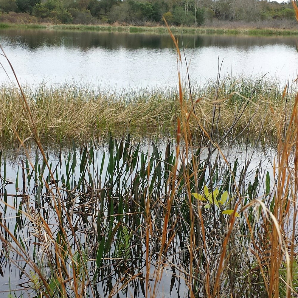 Bell Creek Nature Preserve - Hiking Near Me - Riverview, Florida