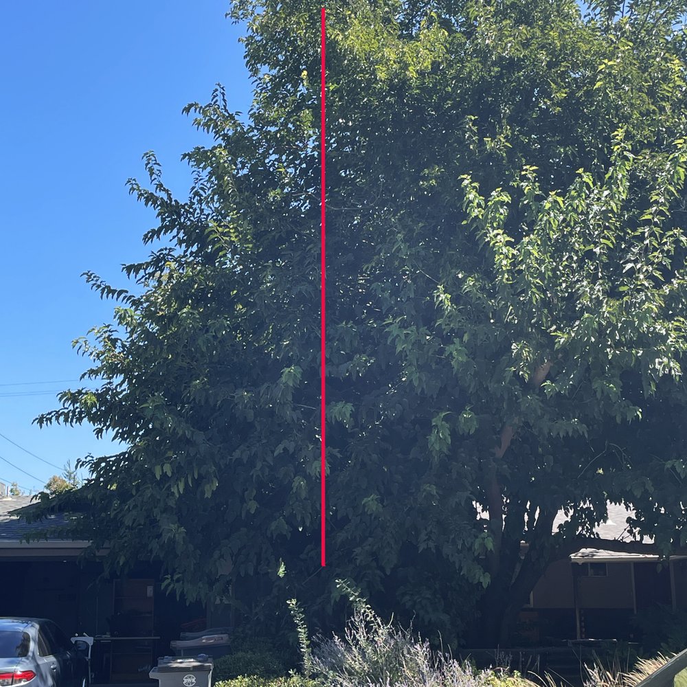Affordable Arborist - DIrection provided - Tree Services Near Me - Vacaville, California