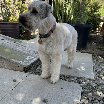 Dandy Dogs - Pet Groomers Near Me - Goleta, California Dandy Dogs - Pet Groomers Near Me - Goleta, California