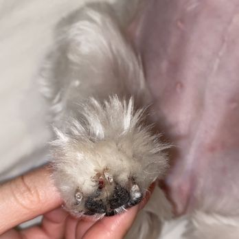 Go Go Spa - Pet Groomers Near Me - Rosemead, California