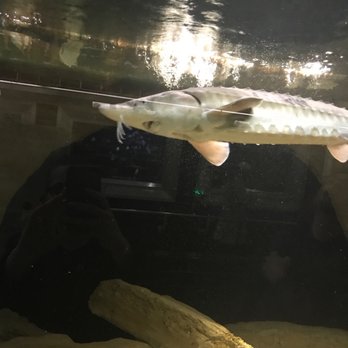 Belle Isle Aquarium - Sturgeon - Aquariums Near Me - Detroit, Michigan Belle Isle Aquarium - Sturgeon - Aquariums Near Me - Detroit, Michigan