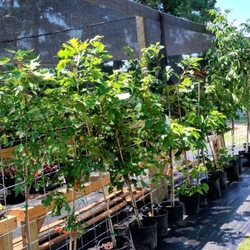 Mcalester Landscape Supply & Nursery