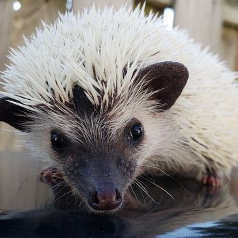 Morning Star Hedgehogs - Pet Breeders Near Me - Addison, Illinois Morning Star Hedgehogs - Pet Breeders Near Me - Addison, Illinois