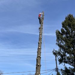 The Woodsman Tree Company