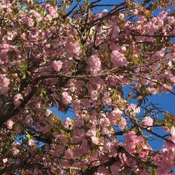 Paducah Convention & Visitors Bureau - A weeping cherry tree in bloom along the Dogwood Trail.