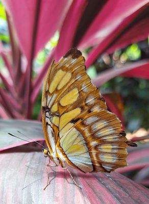 The Key West Butterfly and Nature Conservatory by null