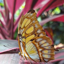 The Key West Butterfly & Nature Conservatory