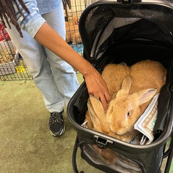 RabbitEARS - Adopting my babies. Be sure to have a carrier or stroller before adopting day. - Animal Shelters Near Me - Oakland, California RabbitEARS - Adopting my babies. Be sure to have a carrier or stroller before adopting day. - Animal Shelters Near Me - Oakland, California