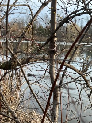 Delaware Park by null