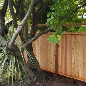 Santos Hernandez - cedar fence right after construction - Fences & Gates Near Me Santos Hernandez - cedar fence right after construction - Fences & Gates Near Me