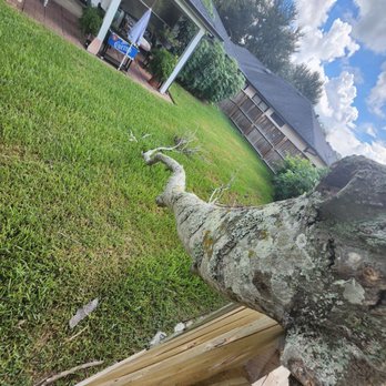 Specialist Tree Service - My tree limb in neighbor's yard. - Tree Services Near Me - Houston, Texas