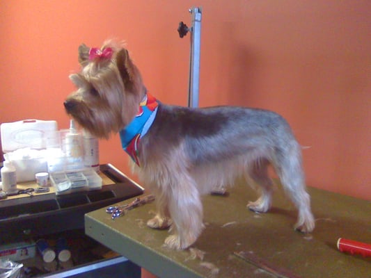 Grateful Dog Grooming