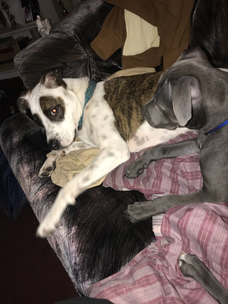 The Collar Club - pet boarding facility in Philadelphia, PA