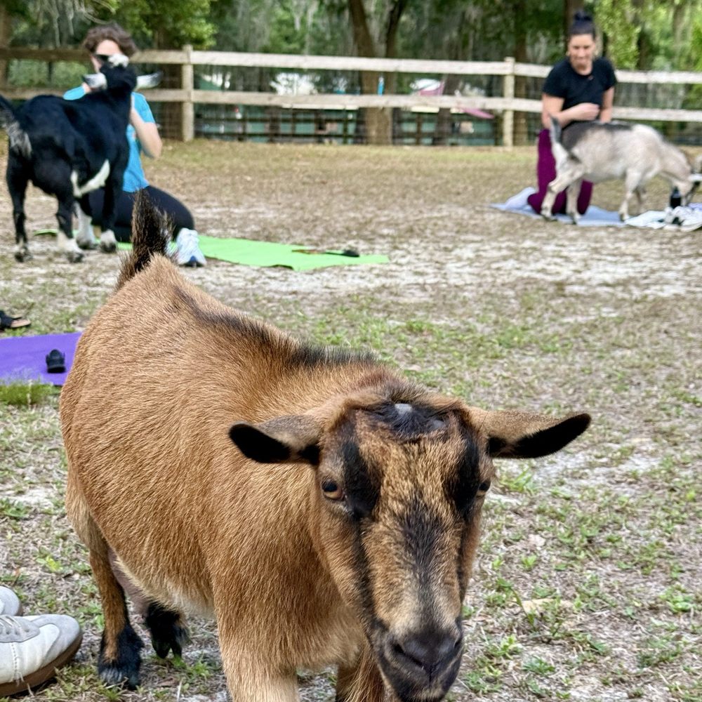 Happy Goat Adventures - Paddleboarding Near Me Happy Goat Adventures - Paddleboarding Near Me