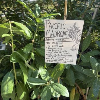 Bee's Nursery and Garden - CA Native plants. - Nurseries & Gardening Near Me - Sacramento, California