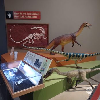 Museum of the Earth - Exhibit about Coelophysis in the Museum of the Earth. This dinosaur may have existed in New York based on fossilized tracks that match known - Museums Near Me - Ithaca, New York