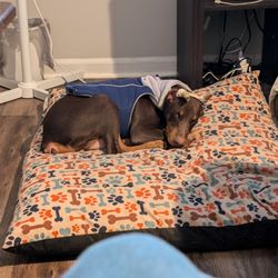 Henson's Doberman Pinscher Puppies