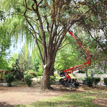 Chandler Tree Service - Trimming the top of our second willow. - Tree Services Near Me Chandler Tree Service - Trimming the top of our second willow. - Tree Services Near Me