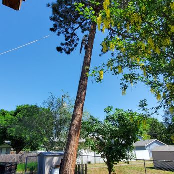Above and Beyond Tree Service - Tree Services Near Me Above and Beyond Tree Service - Tree Services Near Me